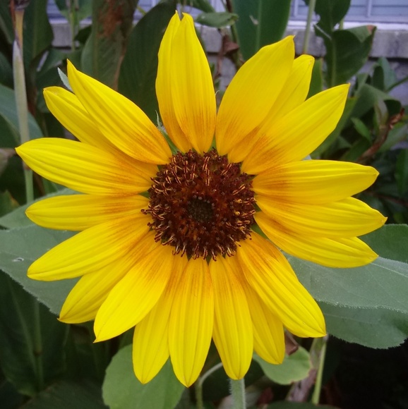 sunshinespresso